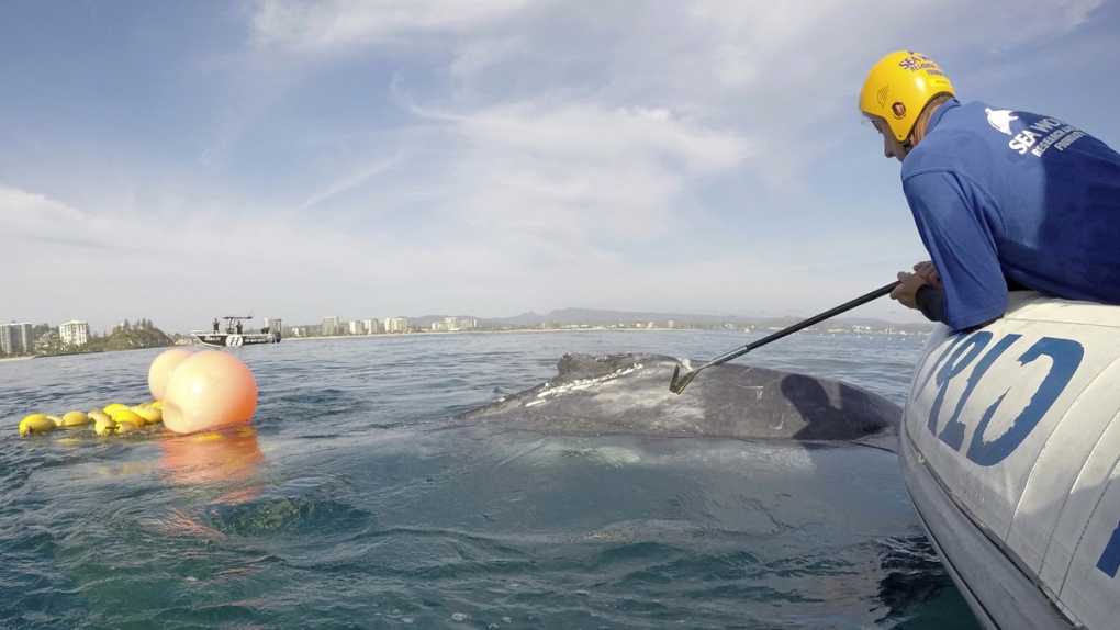 A rescuer tries to free a whale calf