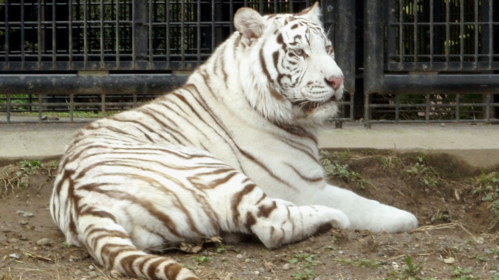 White tiger Riku
