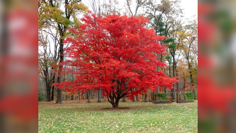 This undated photo shows a Japanese maple tree in Tillson, N.Y. (Lee Reich via AP)