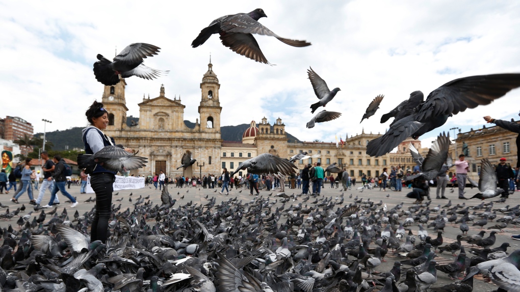Pigeons fill Bolivar Square in Bogota