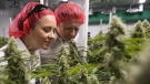 Blissco Cannabis Corp. CEO and founder Damian Kettlewell and wife Charlene are pictured in the companies main growing room in Langley, B.C., on Oct. 9, 2018. (Jonathan Hayward / THE CANADIAN PRESS)