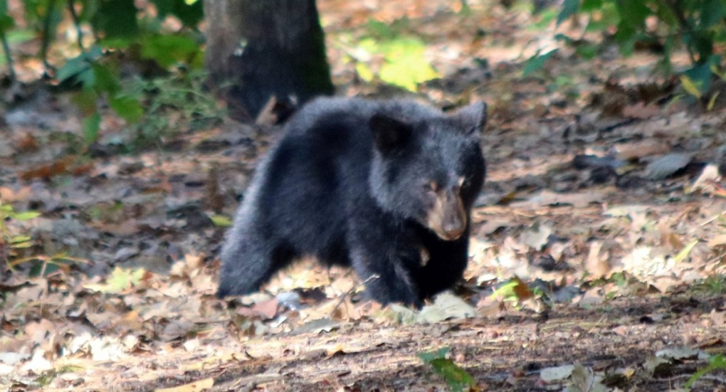 Valour School Petawawa bear cub
