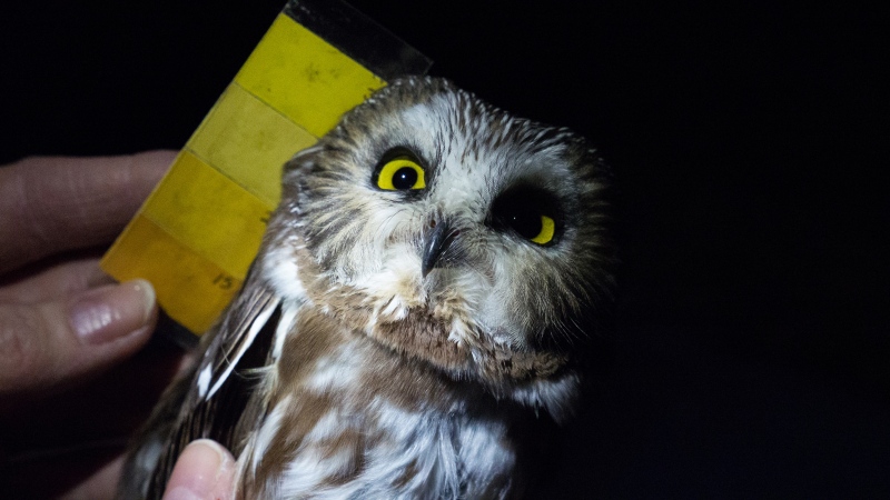 Researchers at the Rocky Point Bird Observatory document the exact colour of each owl's eyes. (Scott Cunningham/CTV Vancouver Island)
