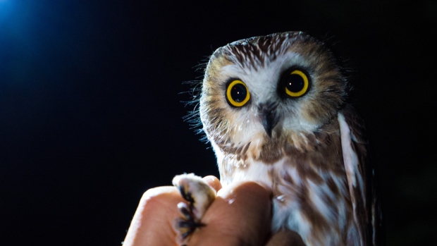 Roughly the size of a coffee cup, the Northern Saw-Whet owl is the focus of a study trying to determine whether two brutal wildfire seasons have led to a decline in their population. (Scott Cunningham/CTV Vancouver Island)