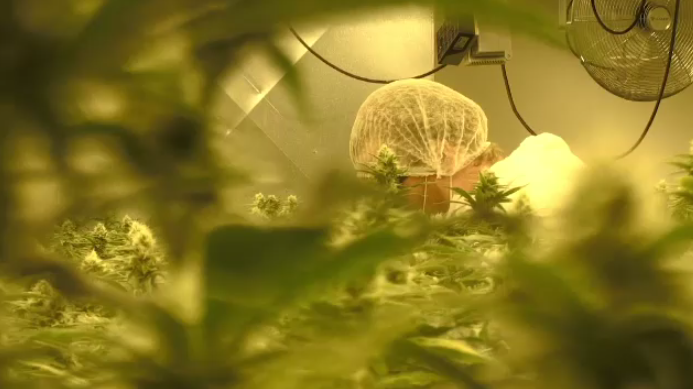 A worker at a cannabis production plant