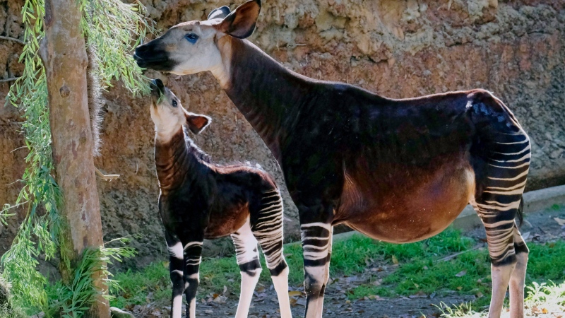 FILE -- A new born female Okapi calf and her mother take a morning snack at their enclosure at the Los Angeles Zoo on Tuesday, Jan. 23, 2018. (AP Photo/Richard Vogel)