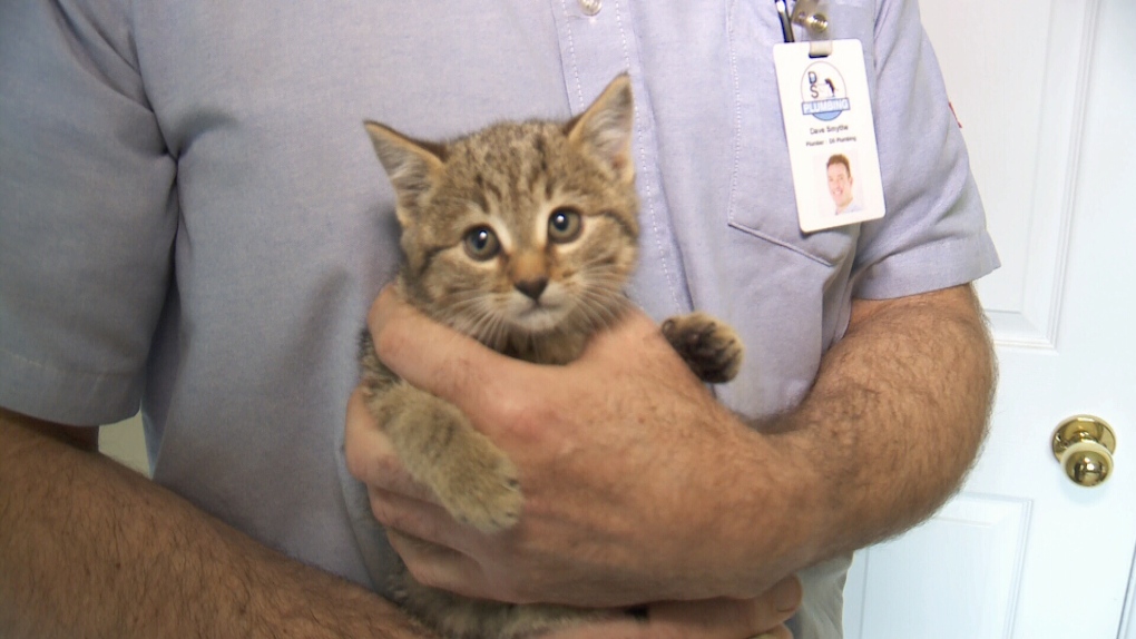 Rescued kitten finds forever home