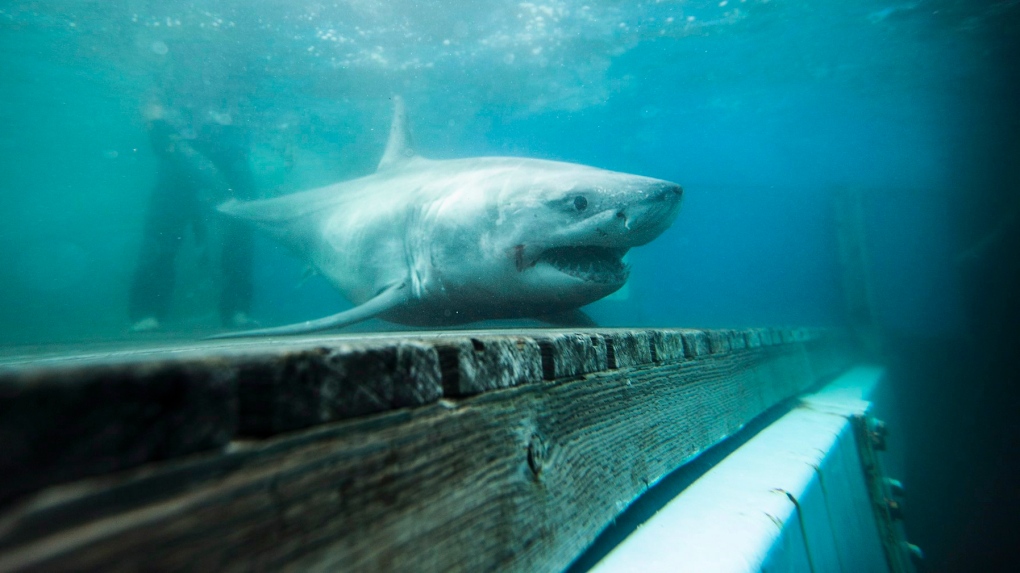 Great White Shark