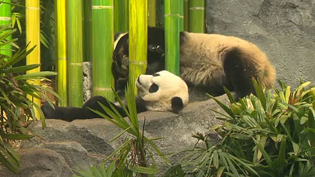 Panda cubs celebrate birthday