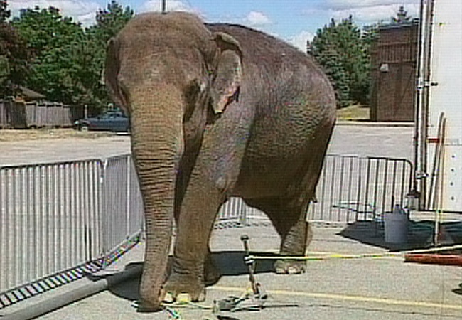 Escaped elephants roam streets | CTV News