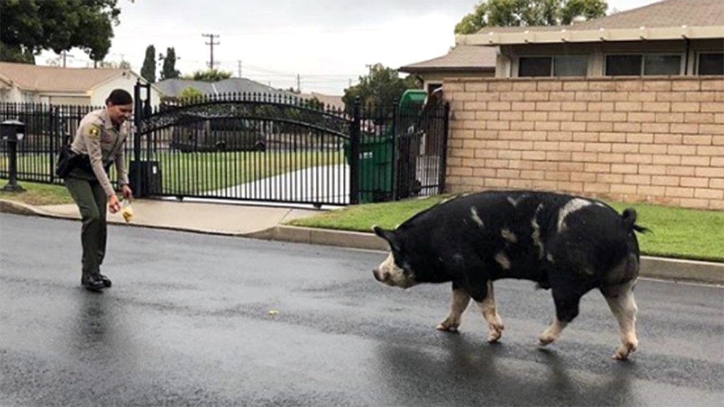 Police lure loose pig with bag of Doritos