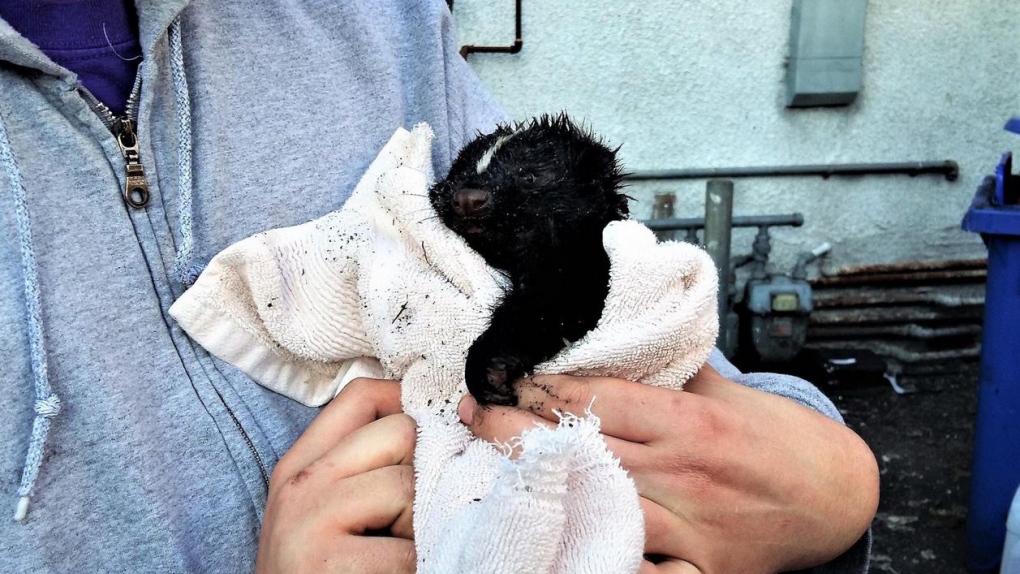 baby skunk rescue