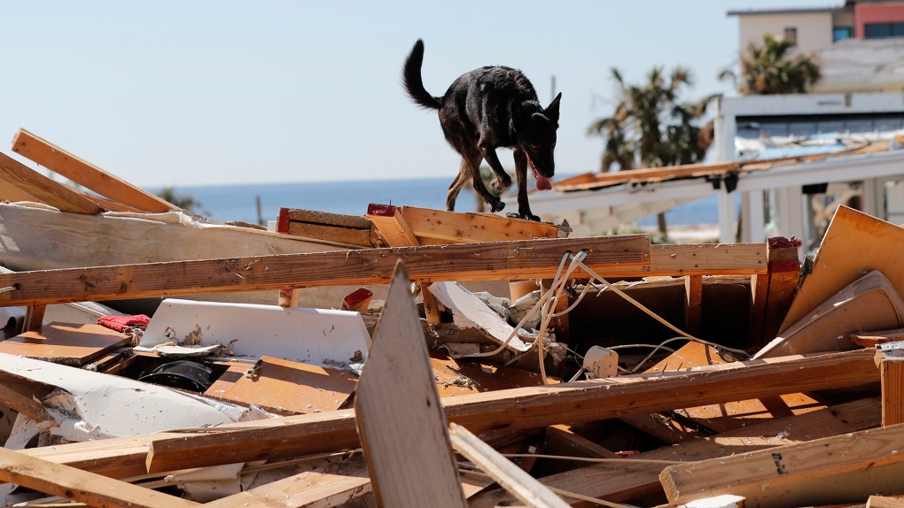 Search dog sniffs through rubble in Florida