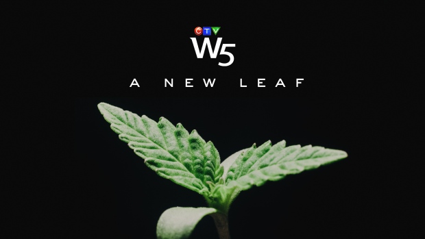 W5: A New Leaf