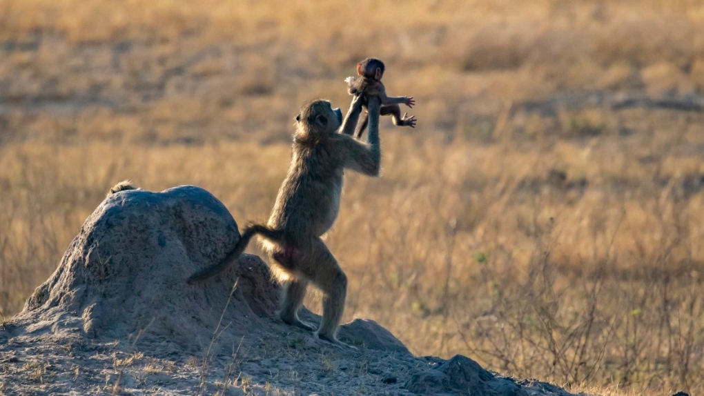 Lion King In Real Life The True Story Behind The Viral Photo