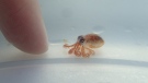 This Aug. 1, 2018 photo provided by the National Park Service shows a baby octopus next to a woman's finger inside a plastic container at Kaloko-Honokohau National Historical Park in waters off Kailua-Kona, Hawaii. Hawaii scientists found two tiny, baby octopuses floating on plastic trash they were cleaning up while monitoring coral reefs. (Ashley Pugh/National Park Service via AP)