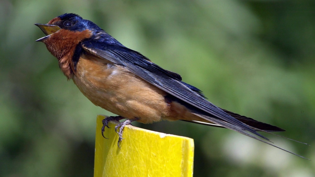 A colorful barn swallow