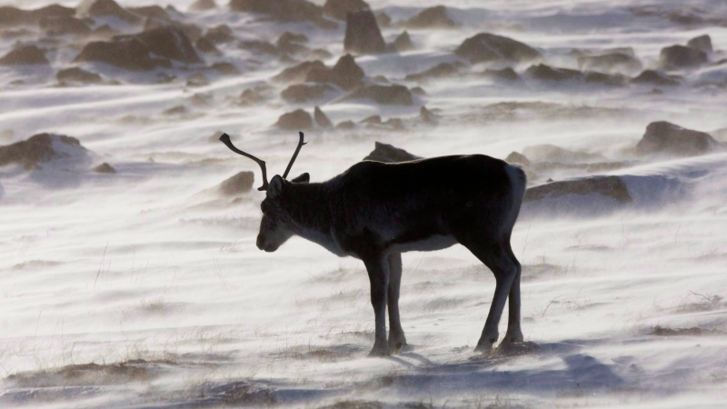 A wild caribou roams the tundra near The Meadowbank Gold Mine located in the Nunavut Territory of Canada on Wednesday, March 25, 2009. THE CANADIAN PRESS/Nathan Denette