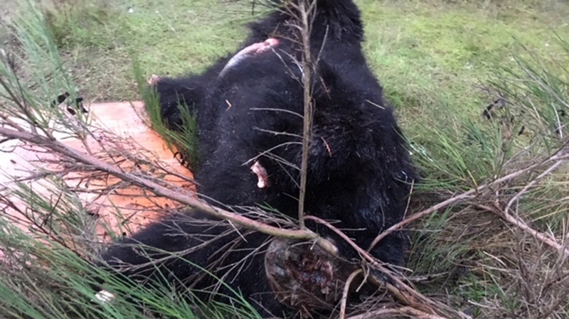 black bear carcass