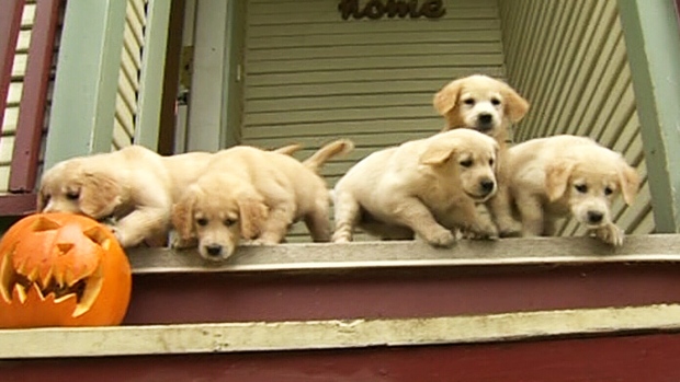 Once Near Death Orphaned Golden Retriever Puppies Now Up For