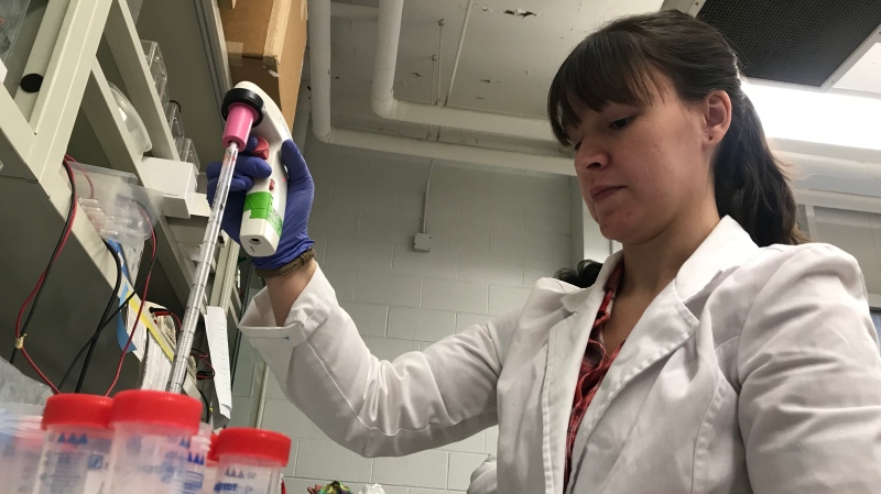 Bre-Anne Fifield pipetting in a lab at the University of Windsor in Nov. 2018. (Rich Garton / CTV Windsor)