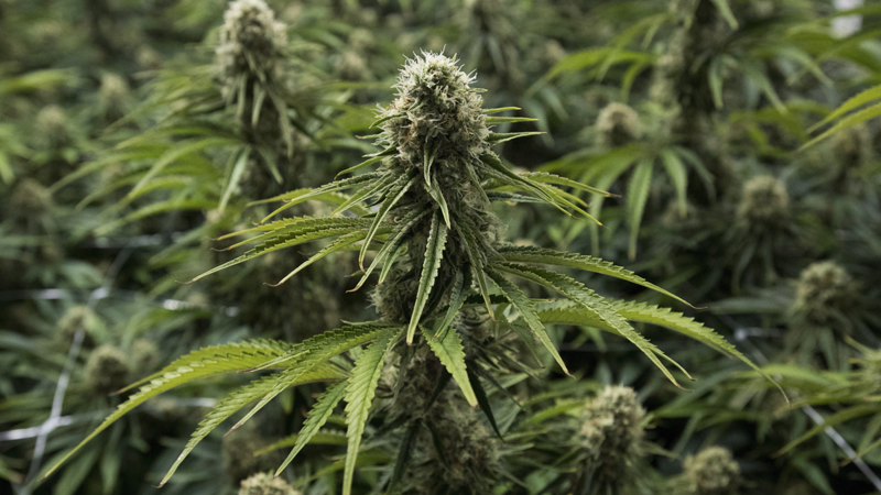 Cannabis in B.C.