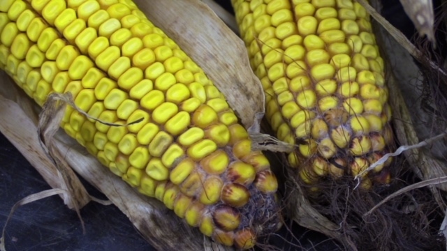 Vomitoxin, a potentially dangerous mould, is causing big concerns for Ontario corn farmers. (Scott Miller / CTV London)