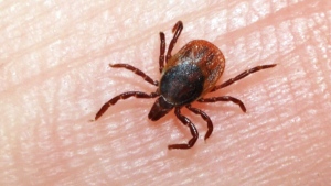 Lawsuit over Lyme Disease