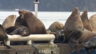 Hundreds of sea lions have made a home on Cowichan Bay's commercial fishing docks. Nov. 14, 2018. (CTV Vancouver Island)

