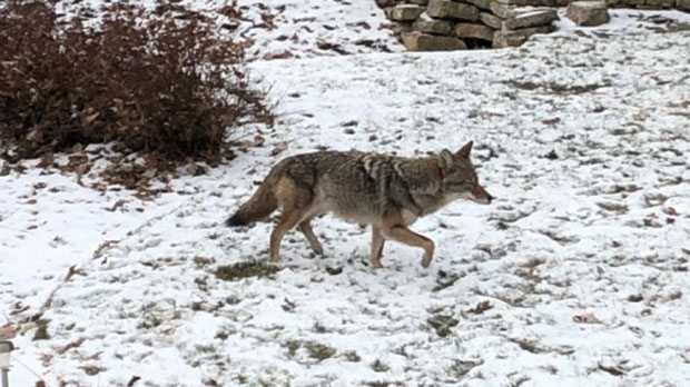 This coyote was spotted on Victoria Crescent in St. Vital Sunday morning. (Source: Riley Snell)