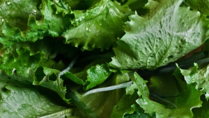 Lettuce is pictured in this stock photo. (Kaboompics / Pexels)