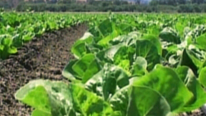 Ottawa E. coli case linked to romaine lettuce