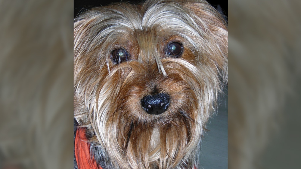 Archie, a Yorkshire Terrier