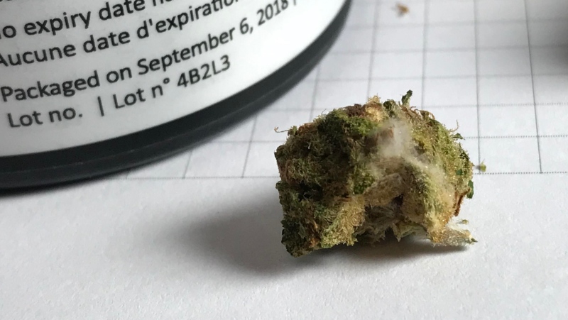Reddit user n1shh shared this image of Redecan B.E.C. cannabis in a post on Reddit on Tuesday, Nov. 20, 2018. The post was titled "Redecan BEC lot#4B2L3 - mould." (n1shh/ Reddit)
