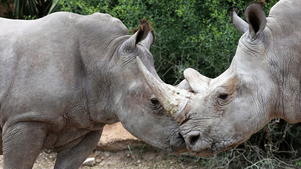 Bebop a male rhino