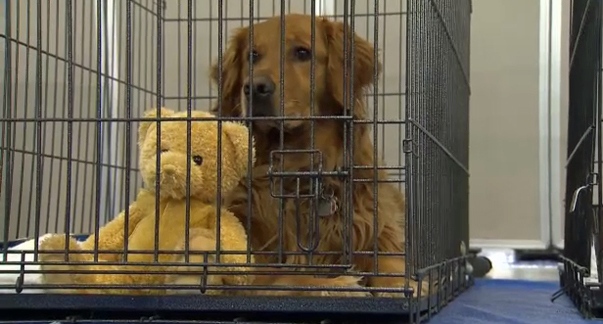 For McMurray wildfires - dog in cage