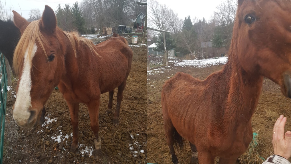 Two photos of horses on a property