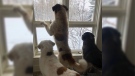 The trio of Saint Bernard dogs watch moose through the windows at their new "forever home" in Calgary. (EHS) 