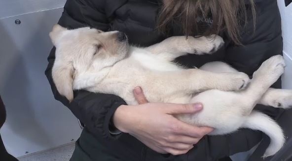 Sleeping puppy at North Bay Humane Society