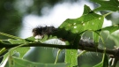 A gypsy moth caterpillar eats a leaf on a tree Tuesday, June 12, 2007, in Trenton, N.J. (AP / Mel Evans)
