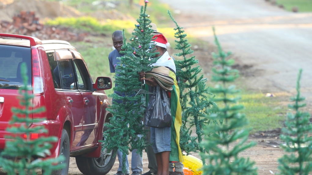 Zimbabwe christmas trees