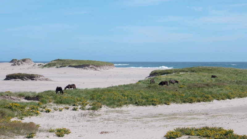 Horses on Sable Island, N.S., are shown in this undated handout photo. (Parks Canada) 