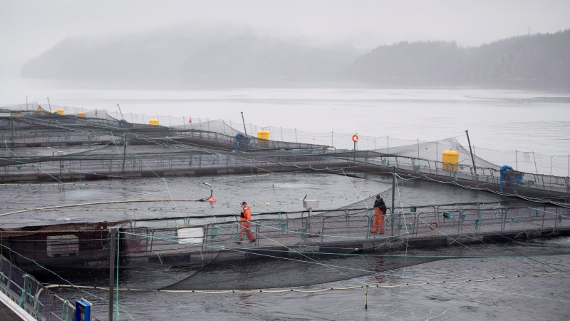 A fish farm is pictured during a DFO fish health audit near Campbell River, B.C. on Wednesday, Oct. 31, 2018. (THE CANADIAN PRESS /Jonathan Hayward)