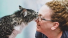 A cat is named Baloo nuzzles with a vet technician in a handout photo from the Montreal SPCA. (THE CANADIAN PRESS/HO-Montreal SPCA)