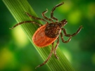 The blacklegged tick, I. pacificus, depicted here, is a known vector for the zoonotic spirochetal bacteria Borrelia burgdorferi, which is the pathogen responsible for causing Lyme disease. (Courtesy of the Centers for Disease Control and Prevention)