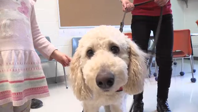 A therapy dog at a reading program