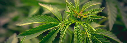 Cannabis Canada (CTV News)