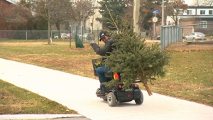 A resident picks up a free Christmas tree from Jessey Njau.