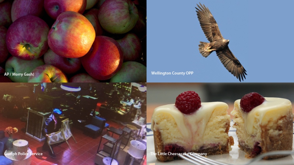Apples, golden eagle, a chair and cheesecake