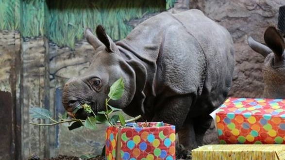 Greater One-Horned Rhino ‘Kiran’
